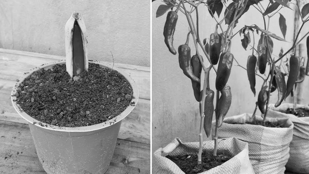 New gardening method |  The right way to propagate chili peppers in bananas