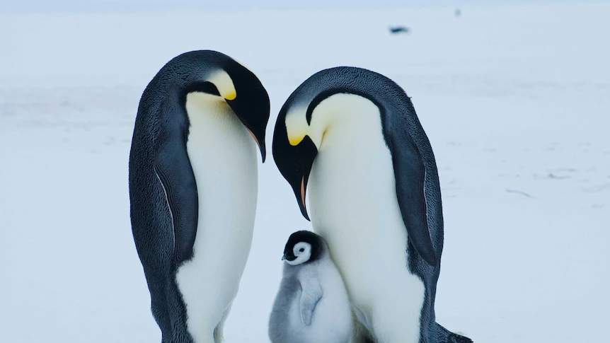 Emperor penguin at severe risk of extinction due to local weather change