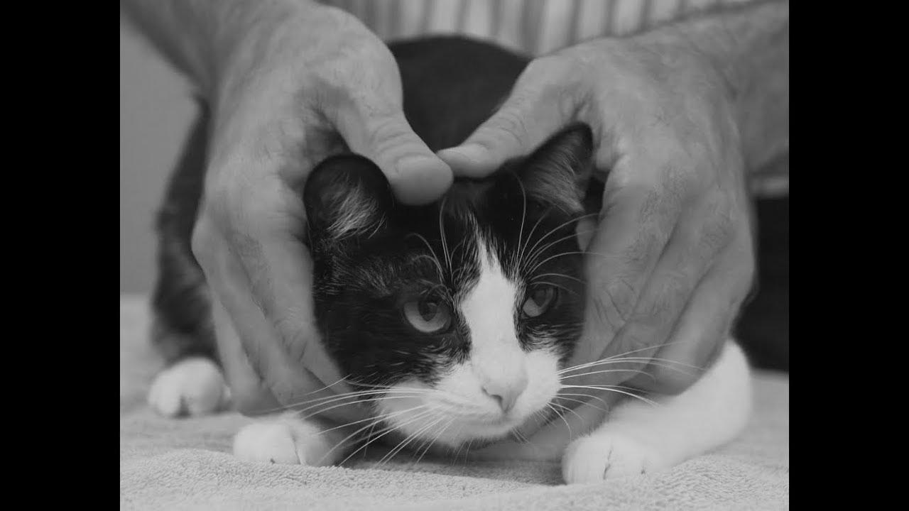 How to decide up a cat like a pro – Vet advice on cat handling.