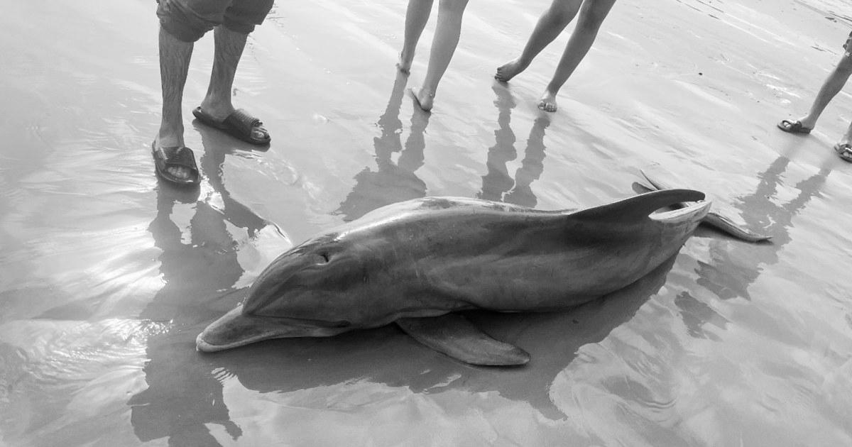 Rewards provided after dolphin ‘harassed to loss of life’ on Texas seashore, another impaled in Florida