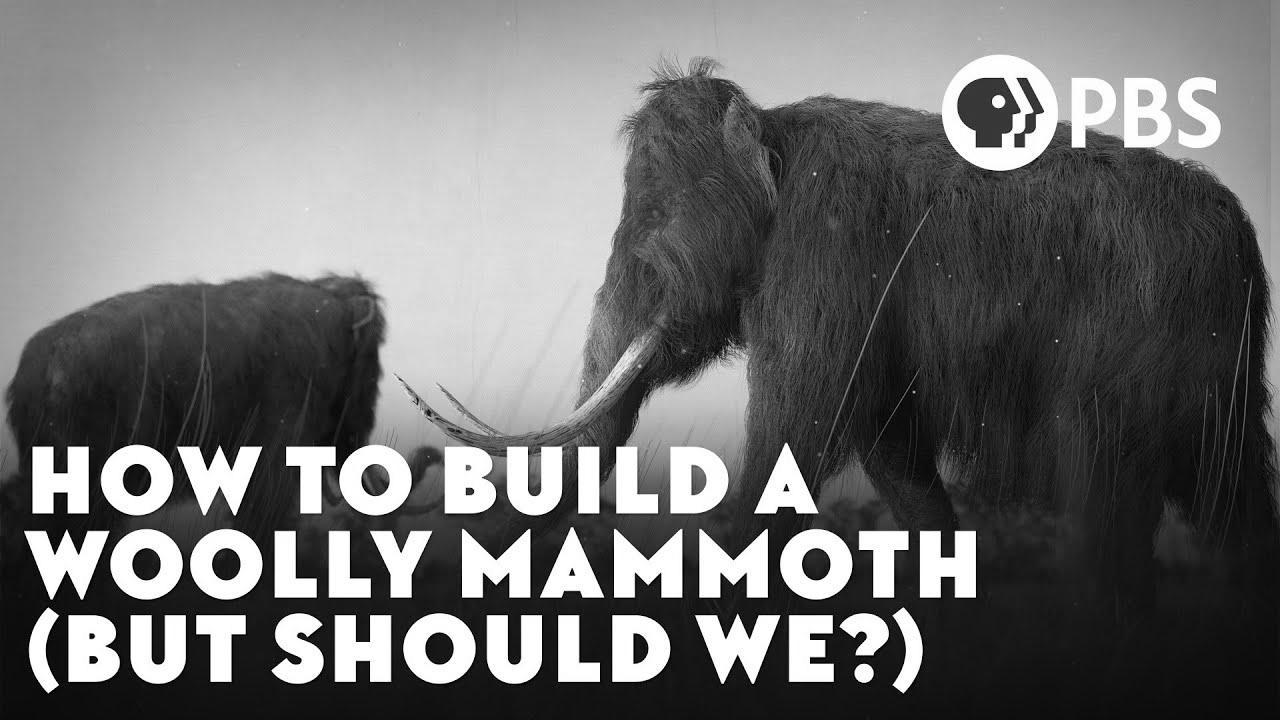 How To Build A Woolly Mammoth (But Ought to We?)