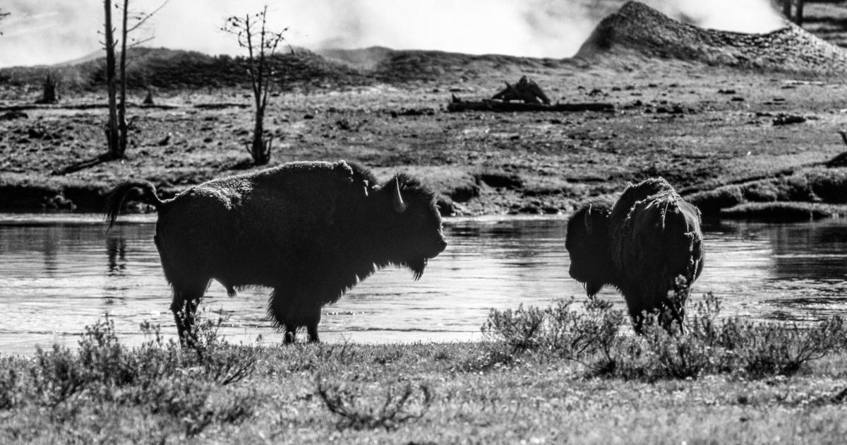 Bison gores Yellowstone customer, tosses her 10 feet, park officials say